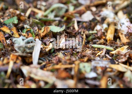 Eine Assel (Trichoniscus percivali) auf Nahrungssuche frisch geschreddert Garten grüne Abfall Mulch, UK. Stockfoto