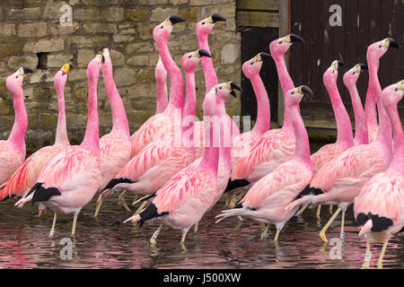 Flamingos im Slimbridge Wetland Centre gesehen sind leuchtend rosa rot oder Orange. Die orange ist ein großartiger flammend. Die rosafarbenen sind Anden Arten. Stockfoto