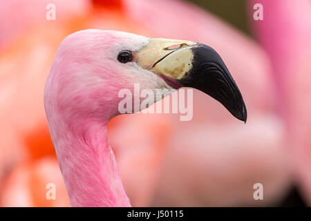 Flamingos im Slimbridge Wetland Centre gesehen sind leuchtend rosa rot oder Orange. Die orange ist ein großartiger flammend. Die rosafarbenen sind Anden Arten. Stockfoto