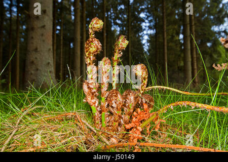 Entfaltenden Wedel Buckler Farn im Frühjahr Stockfoto