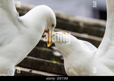 Heringsmöwen mit großen gelben Scheinen ziehen und ziehen sich gegenseitig, während sie Flügel flattern und auf einem kleinen Dach im Paignton Zoo herumschlurfen. Stockfoto