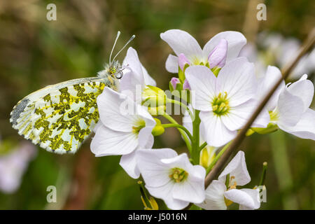 Orang-Tipp Schmetterling weiblich (Orange auf Männchen) stieg auf Blumen ruhen bevor sie wegfliegen. Anthocharis Cardamines. Grün weiß marmoriert Hinterflügel. Stockfoto