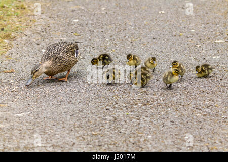 Entenküken Fütterung mit Mama Stockente (Anas Platyrhynchos) auf Samen Weg. Weibliche Stockente zeigt ihren jungen, wie man überlebt und was zu essen. Stockfoto