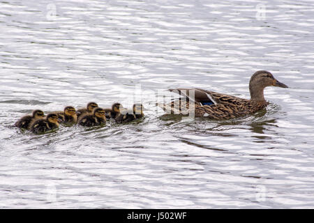 Stockente und Küken auf dem Lancaster-Kanal Stockfoto