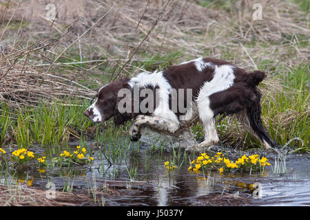 Jagd Hund Spaniel auf die Vogeljagd Stockfoto