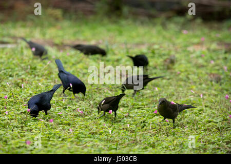 Asunción, Paraguay. 14 Mai, 2017. Glänzend cowbirds (Molothrus Bonariensis) Herde feed auf Gras Boden bedeckt mit rosa Sauerklee (Oxalis articulata) Blumen an einem bewölkten Tag in Asuncion, Paraguay gesehen werden. Credit: Andre M. Chang/ARDUOPRESS/Alamy leben Nachrichten Stockfoto