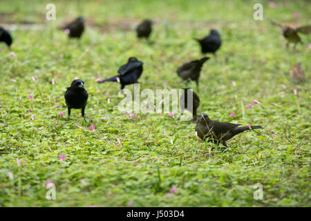 Asunción, Paraguay. 14 Mai, 2017. Glänzend cowbirds (Molothrus Bonariensis) Herde feed auf Gras Boden bedeckt mit rosa Sauerklee (Oxalis articulata) Blumen an einem bewölkten Tag in Asuncion, Paraguay gesehen werden. Credit: Andre M. Chang/ARDUOPRESS/Alamy leben Nachrichten Stockfoto