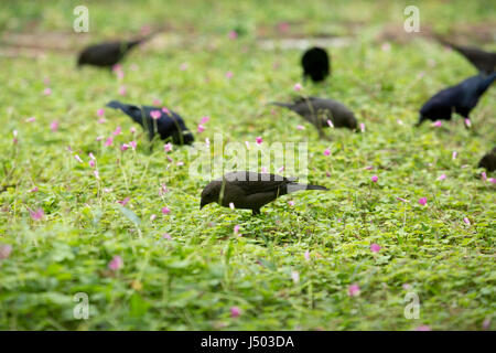 Asunción, Paraguay. 14 Mai, 2017. Glänzend cowbirds (Molothrus Bonariensis) Herde feed auf Gras Boden bedeckt mit rosa Sauerklee (Oxalis articulata) Blumen an einem bewölkten Tag in Asuncion, Paraguay gesehen werden. Credit: Andre M. Chang/ARDUOPRESS/Alamy leben Nachrichten Stockfoto