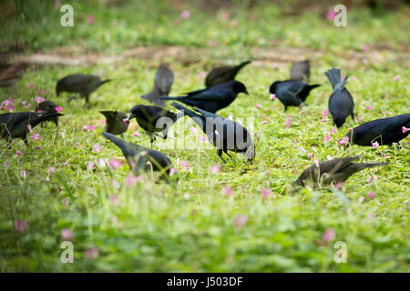 Asunción, Paraguay. 14 Mai, 2017. Glänzend cowbirds (Molothrus Bonariensis) Herde feed auf Gras Boden bedeckt mit rosa Sauerklee (Oxalis articulata) Blumen an einem bewölkten Tag in Asuncion, Paraguay gesehen werden. Credit: Andre M. Chang/ARDUOPRESS/Alamy leben Nachrichten Stockfoto