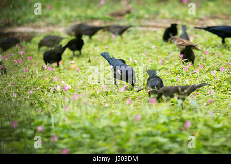 Asunción, Paraguay. 14 Mai, 2017. Glänzend cowbirds (Molothrus Bonariensis) Herde feed auf Gras Boden bedeckt mit rosa Sauerklee (Oxalis articulata) Blumen an einem bewölkten Tag in Asuncion, Paraguay gesehen werden. Credit: Andre M. Chang/ARDUOPRESS/Alamy leben Nachrichten Stockfoto