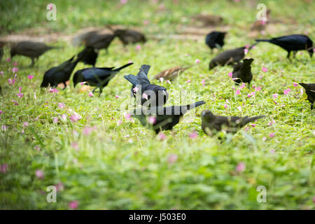 Asunción, Paraguay. 14 Mai, 2017. Glänzend cowbirds (Molothrus Bonariensis) Herde feed auf Gras Boden bedeckt mit rosa Sauerklee (Oxalis articulata) Blumen an einem bewölkten Tag in Asuncion, Paraguay gesehen werden. Credit: Andre M. Chang/ARDUOPRESS/Alamy leben Nachrichten Stockfoto