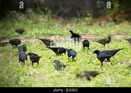 Asunción, Paraguay. 14 Mai, 2017. Glänzend cowbirds (Molothrus Bonariensis) Herde feed auf Gras Boden bedeckt mit rosa Sauerklee (Oxalis articulata) Blumen an einem bewölkten Tag in Asuncion, Paraguay gesehen werden. Credit: Andre M. Chang/ARDUOPRESS/Alamy leben Nachrichten Stockfoto