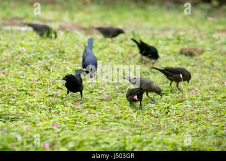 Asunción, Paraguay. 14 Mai, 2017. Glänzend cowbirds (Molothrus Bonariensis) Herde feed auf Gras Boden bedeckt mit rosa Sauerklee (Oxalis articulata) Blumen an einem bewölkten Tag in Asuncion, Paraguay gesehen werden. Credit: Andre M. Chang/ARDUOPRESS/Alamy leben Nachrichten Stockfoto