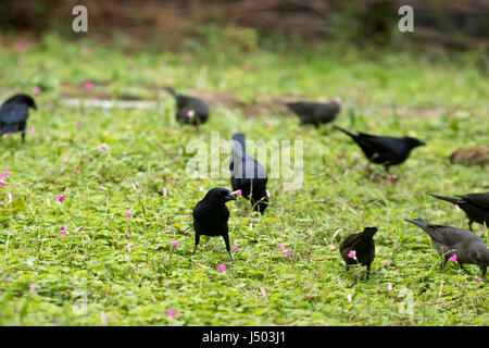 Asunción, Paraguay. 14 Mai, 2017. Glänzend cowbirds (Molothrus Bonariensis) Herde feed auf Gras Boden bedeckt mit rosa Sauerklee (Oxalis articulata) Blumen an einem bewölkten Tag in Asuncion, Paraguay gesehen werden. Credit: Andre M. Chang/ARDUOPRESS/Alamy leben Nachrichten Stockfoto