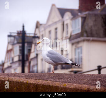 Sidmouth, Devon, UK. 15. Mai 2017 Möwe blickt auf Sidmouth Meer als Warnzeichen sind aufgerichtet Leuten sagt, dass ein £80,00 reicht für die Gefangenen Möwen füttern. Bildnachweis: Süd-West Fotos / Alamy Live News Stockfoto