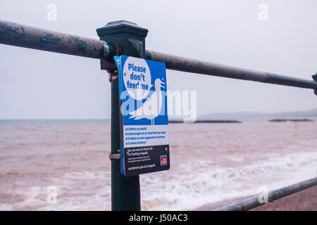 Sidmouth, Devon, UK. 15. Mai 2017 Möwe blickt auf Sidmouth Meer als Warnzeichen sind aufgerichtet Leuten sagt, dass ein £80,00 reicht für die Gefangenen Möwen füttern. Bildnachweis: Süd-West Fotos / Alamy Live News Stockfoto