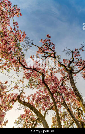 Magnolia in voller Blüte. Wilhelma, zoologisch-botanischen Garten in Stuttgart. Stockfoto