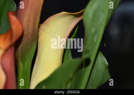 Calla-Lilien Stockfoto