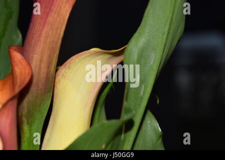 Calla-Lilien Stockfoto