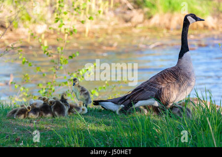 Kanadagans (Branta Canadensis) Gänsel zusammenkommen, um für ein Nickerchen warm bleiben, während die Eltern auf der Hut steht Stockfoto