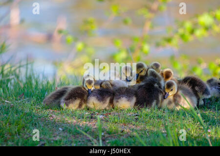 Kanadagans (Branta Canadensis) Gänsel kommen eng zusammen, um warm zu bleiben, während sie ein an einem Frühlingstag Nickerchen Stockfoto