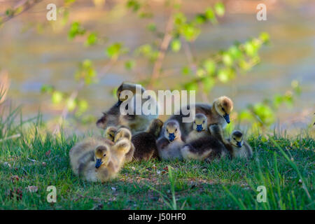 Kanadagans (Branta Canadensis) Gänsel stoppen für eine Rast und drängen sich zusammen, um warm zu bleiben, an einem Wisconsin Frühlingstag Stockfoto