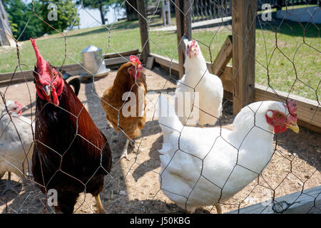 Alabama, Pike County, Troy, Pioneer Museum of Alabama, Geschichte, Region, Bildung, Vergangenheit, südliches Leben, neu erbautes Dorf, Hühnerstall, Farm, Käfig, Hahn, Hühner Stockfoto