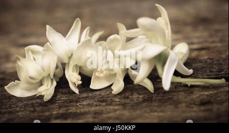 Arzneimittel moringa Blumen in Holz Oberfläche Stockfoto