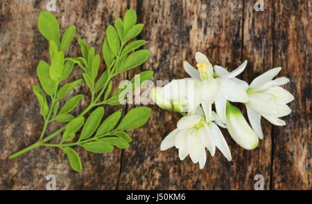 Arzneimittel moringa Blüte mit grünen Blättern in Holz Oberfläche Stockfoto