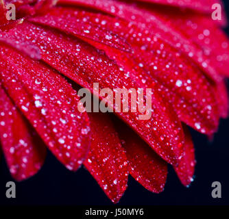 Wassertropfen auf roten Gerbera Blüten, Makro-Ansicht Stockfoto