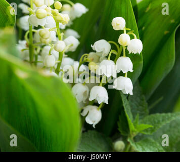 Lily Of The Valley. Frühlingsstrauß Blüten, Makro-Ansicht Stockfoto