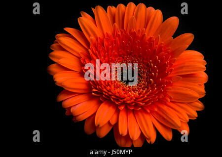 Orange Gerbera Blume auf dunklem Hintergrund Stockfoto