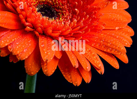 Orange Gerbera Blume mit Wasser Tropfen, Makro-Ansicht Stockfoto