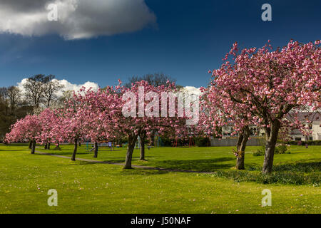 Allee der Kirschblüten in Lochside Park, Castle Douglas, Dumfries and Galloway, Schottland. Stockfoto