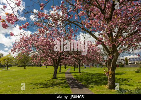 Auf der Suche auf einem Wanderweg durch eine Allee von blühenden Kirschbäume in Lochside Park, Castle Douglas, Dumfries and Galloway, Schottland. Stockfoto