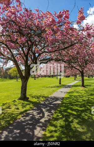 Auf der Suche auf einem Wanderweg durch eine Allee von blühenden Kirschbäume in Lochside Park, Castle Douglas, Dumfries and Galloway, Schottland. Stockfoto