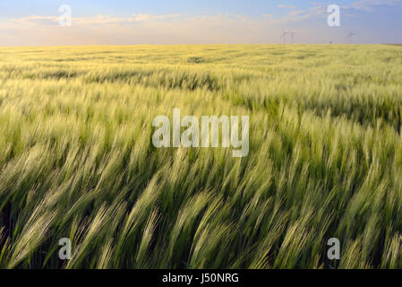 Sonnenuntergang über grüne Roggenfeld Stockfoto