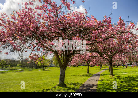 Auf der Suche auf einem Wanderweg durch eine Allee von blühenden Kirschbäume in Lochside Park, Castle Douglas, Dumfries and Galloway, Schottland. Stockfoto