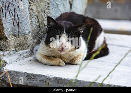 Einsam und traurig schmutzige alte schwarze und weiße Katze Stockfoto