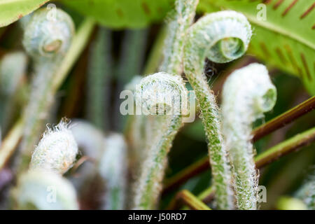 Keimhaft Farn Wedel in einem englischen Landhaus Garten Blumenbeet, UK. Stockfoto