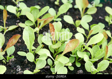 Gemischter Salat Blätter Pflanzen Kompost in einem Gewächshaus, UK. Stockfoto