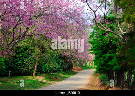 Der Baum Tunnel Prunus Cerasoides oder Wildkirsche Himalayan Winter Khun Wang, Chiang Mai, Thailand. Stockfoto