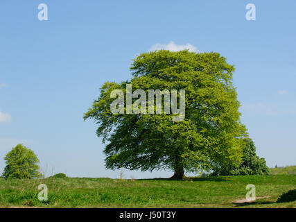 Acer Pseudoplatanus Bergahorn, Laub an sonnigen Tag, Castletown, Irland Stockfoto