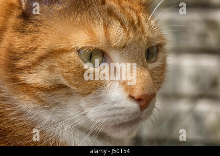 Leiter der schöne rote Katze in Nahaufnahme Stockfoto