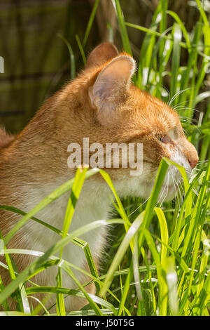Schöne rote Katze in langen grünen Rasen Stockfoto