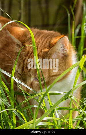 Schöne rote Katze in langen grünen Rasen Stockfoto