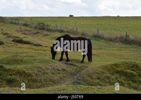 Dunkel braun wildes Pony Beweidung auf gemeinsame Naturschutzgebiet Edmund, Edmund, Norfolk, Großbritannien Stockfoto