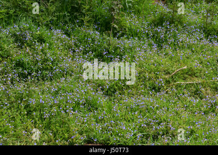 Gamander-Ehrenpreis - Veronica Chamaedrys im Wald in Edmund, Norfolk, Großbritannien Stockfoto