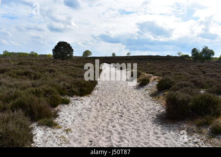 Blick auf sandigen Pfad durch gemeinsame Naturschutzgebiet Edmund, Edmund, Norfolk, Großbritannien Stockfoto