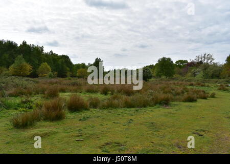 Blick auf Gemeindeland mit Bäumen im Hintergrund in Edmund, Norfolk, Großbritannien Stockfoto